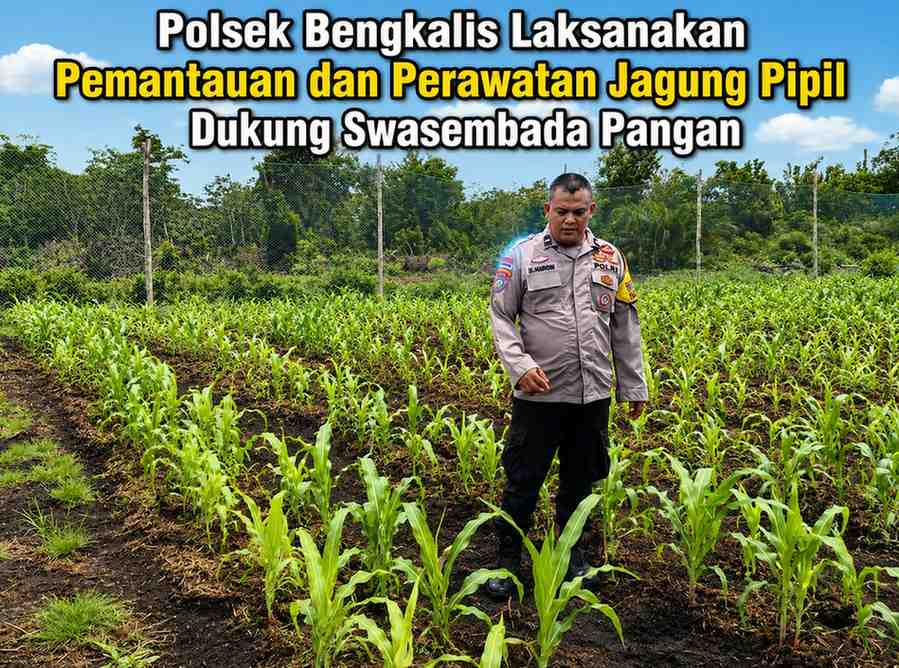 Polsek Bengkalis Laksanakan Pemantauan dan Perawatan Jagung Pipil Dukung Swasembada Pangan